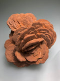 Barite (Rose), Norman, Oklahoma, Dr. David London Collection, Small Cabinet, 6.0 cm x 10.0 cm x 10.5 cm, $200.  Online Oct. 13.