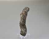 Marcasite, Midway Stone Quarry, Rock Island County, Illinois, Collected c. 1990, Holzner Collection, Miniature approx. 1.5 cm dia x 8.7 cm length, $225. Online 8/12