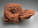 Barite (Rose), Norman, Oklahoma, Dr. David London Collection, Small Cabinet, 7.0 cm x 7.5 cm x 10.5 cm, $200.  Online Oct. 13.