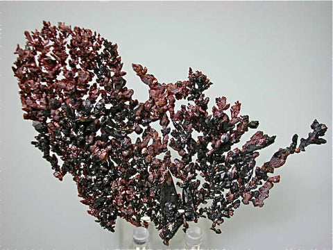 Copper with Cuprite and Tenorite, Itauz Mine, Djezkazgan, Kazakhstan Small cabinet 1 x 7.5 x 12.5 cm $450. Online 3/12